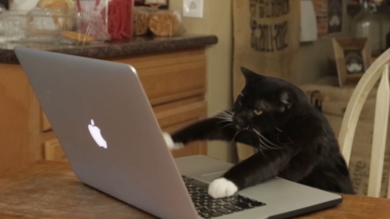 A black cat in a table using the computer.