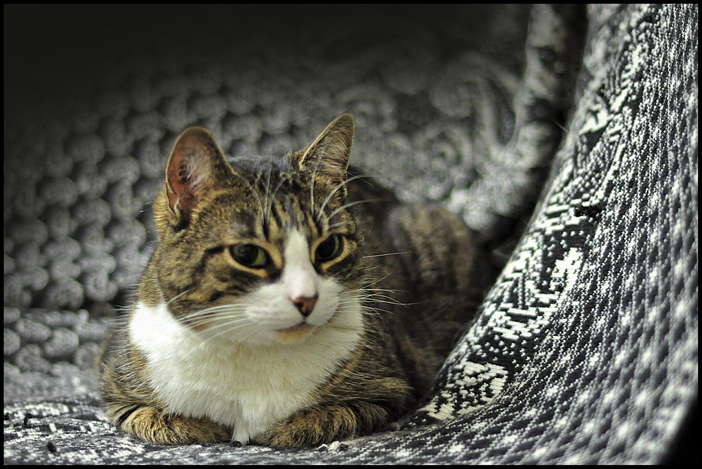 brown white cat with green eyes in a black and white sofa