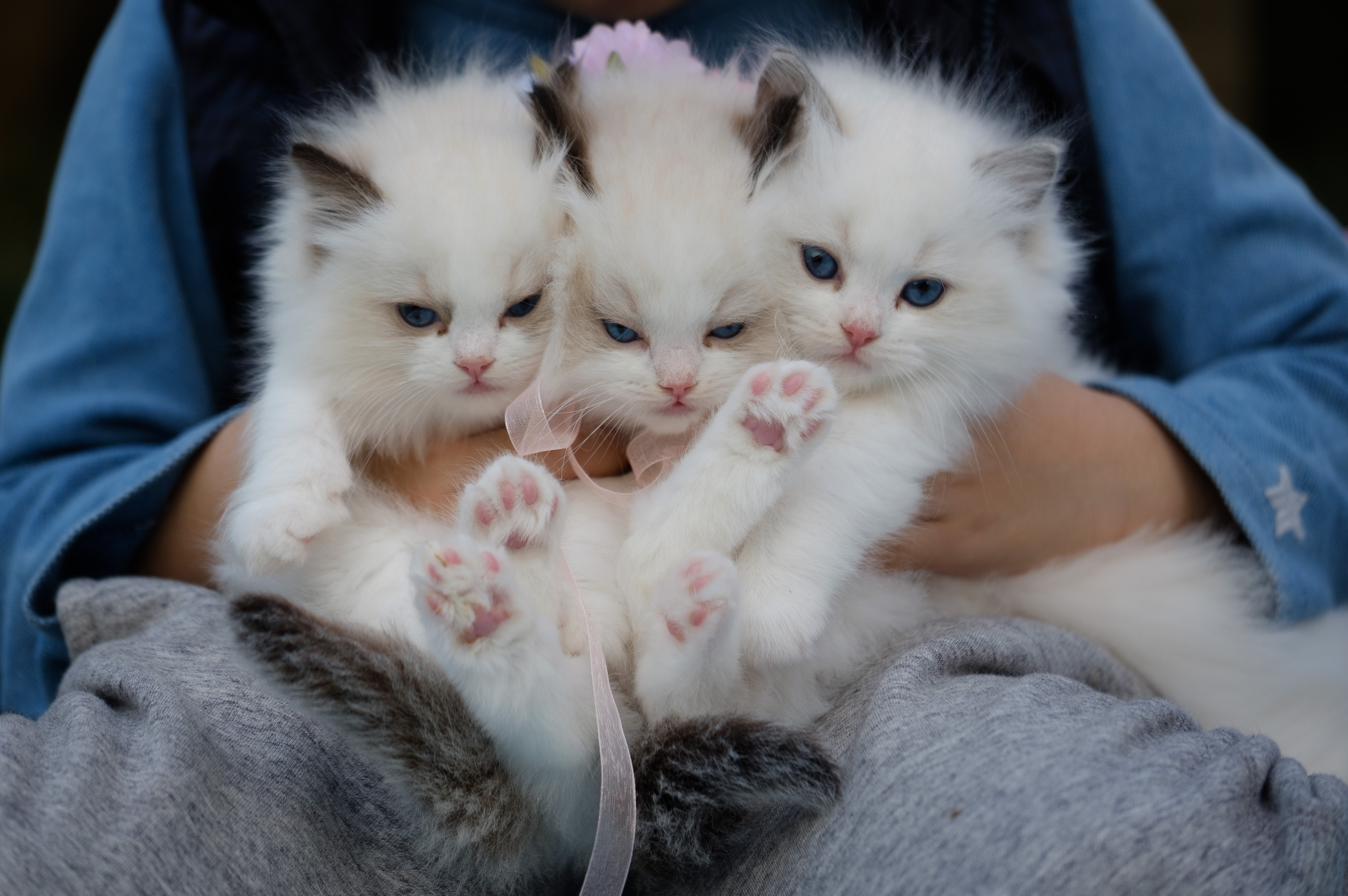 someone holding three white cats with blue eyes