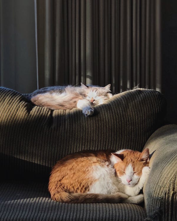 two cats sleeping on a couch under the sunlight